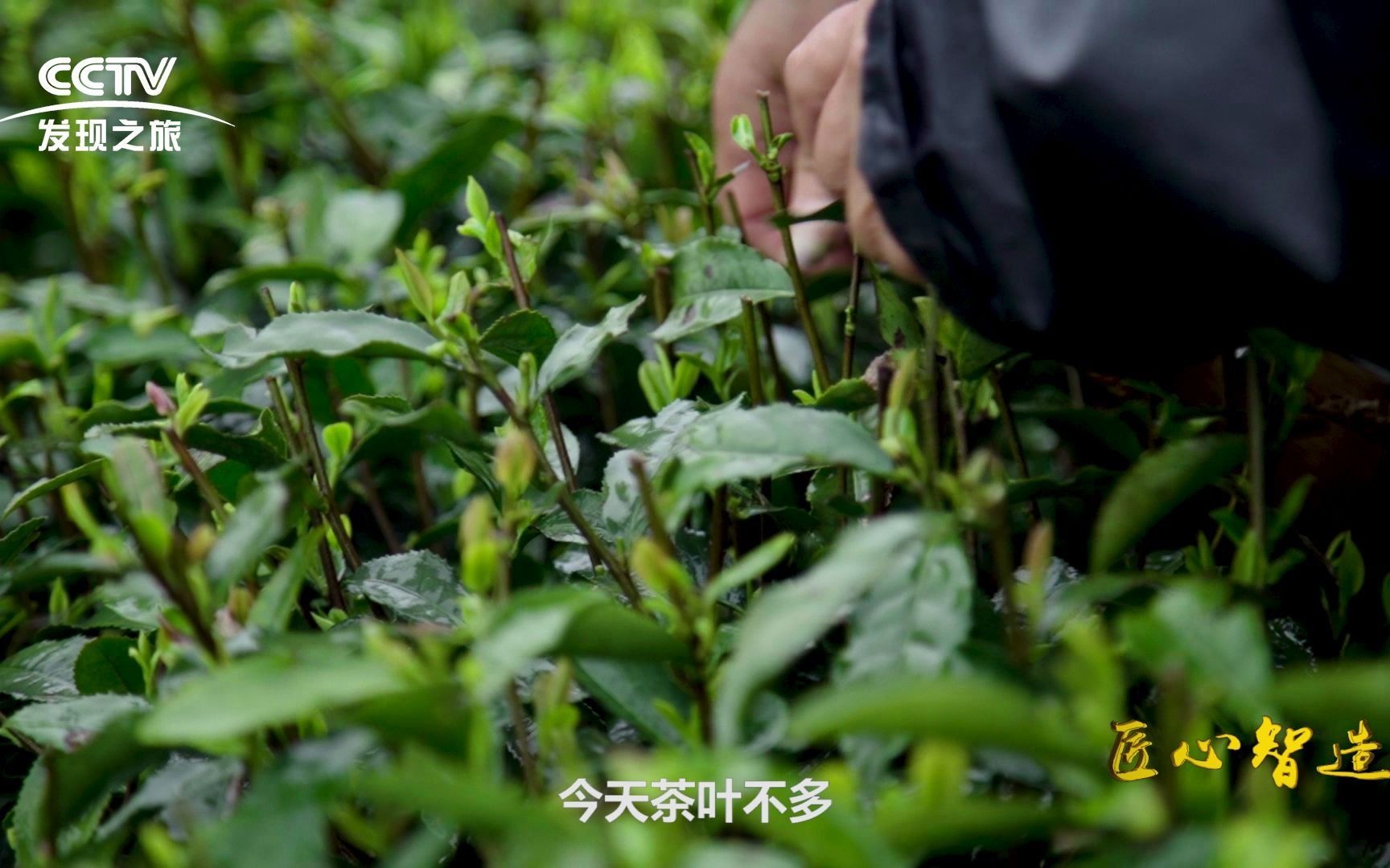 [图]纪录片《西湖龙井之茶道人生》