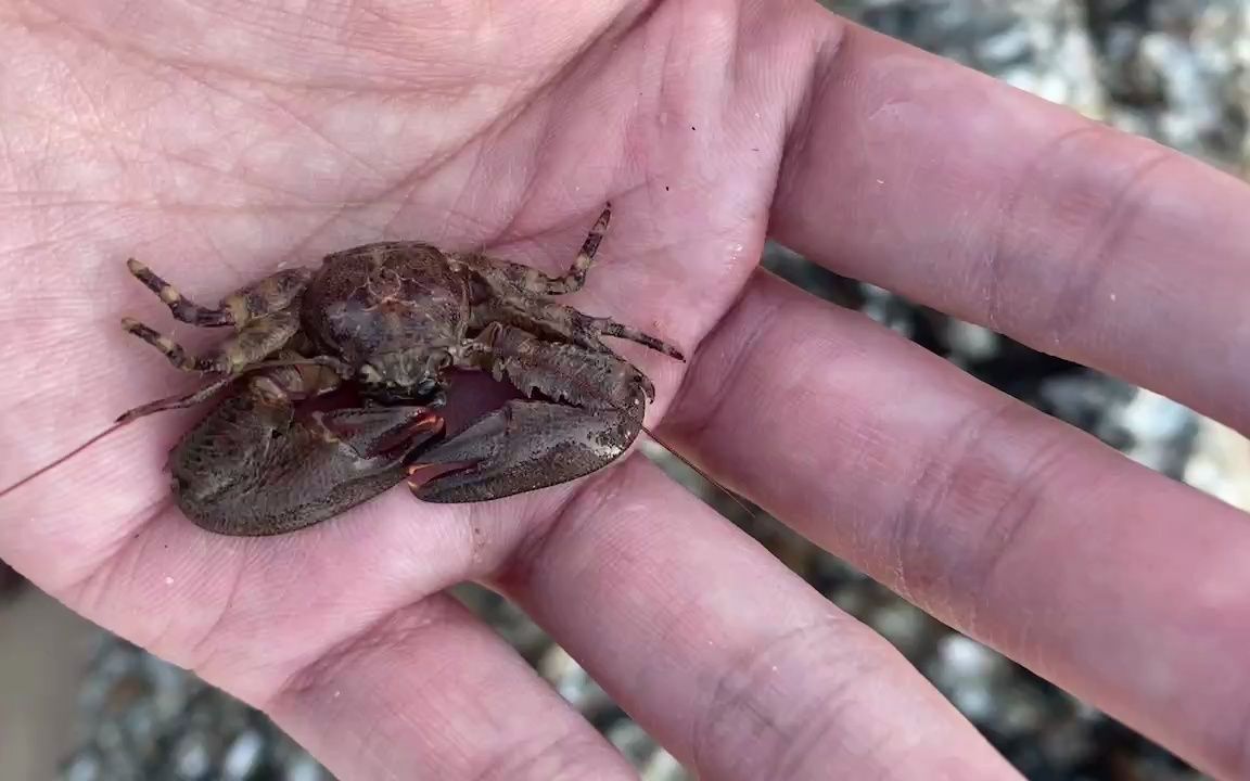 谁知道这种瓷蟹的拉丁名字?我对这个种类完全不懂