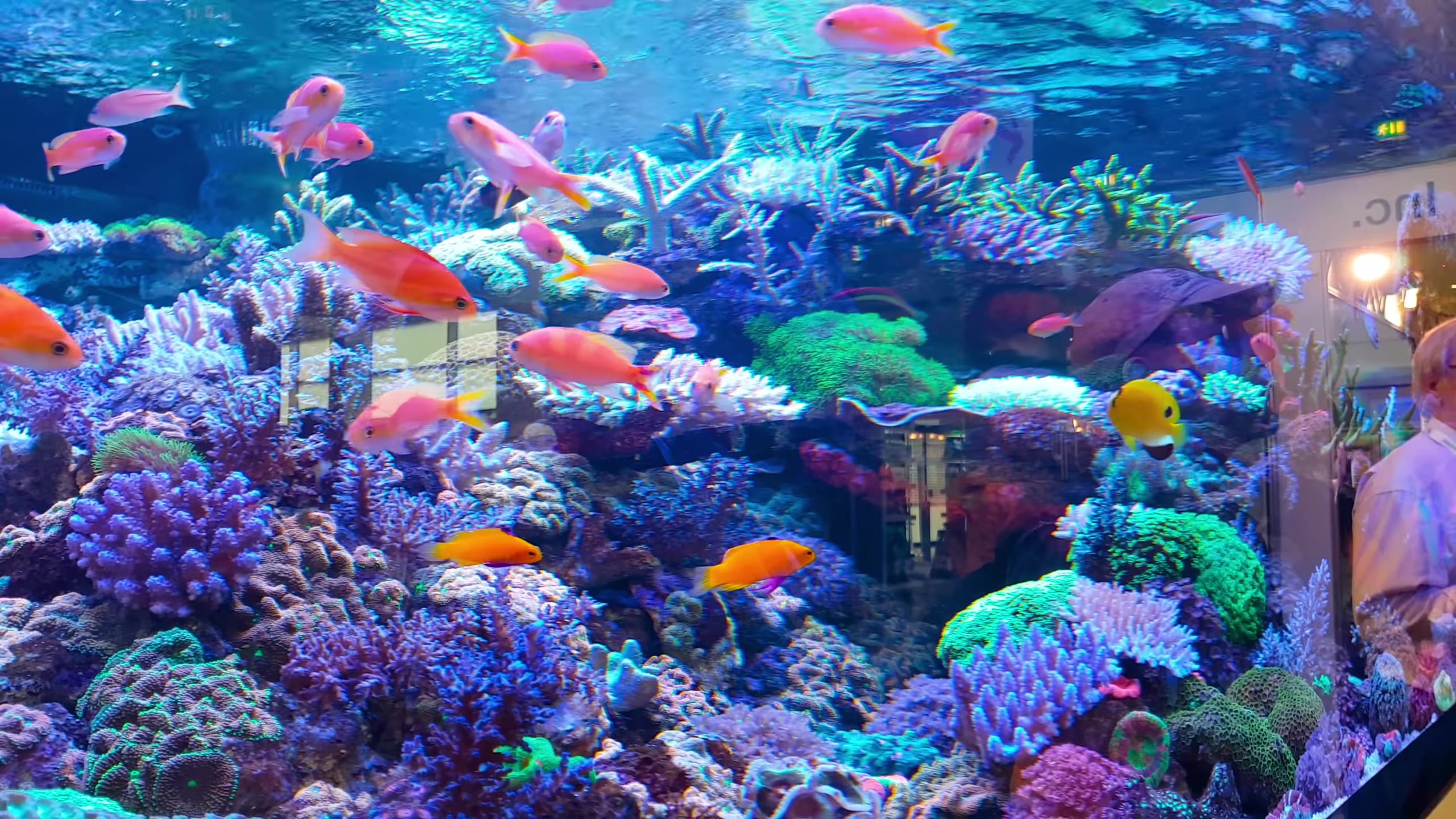 礁盐水水族馆(养眼)