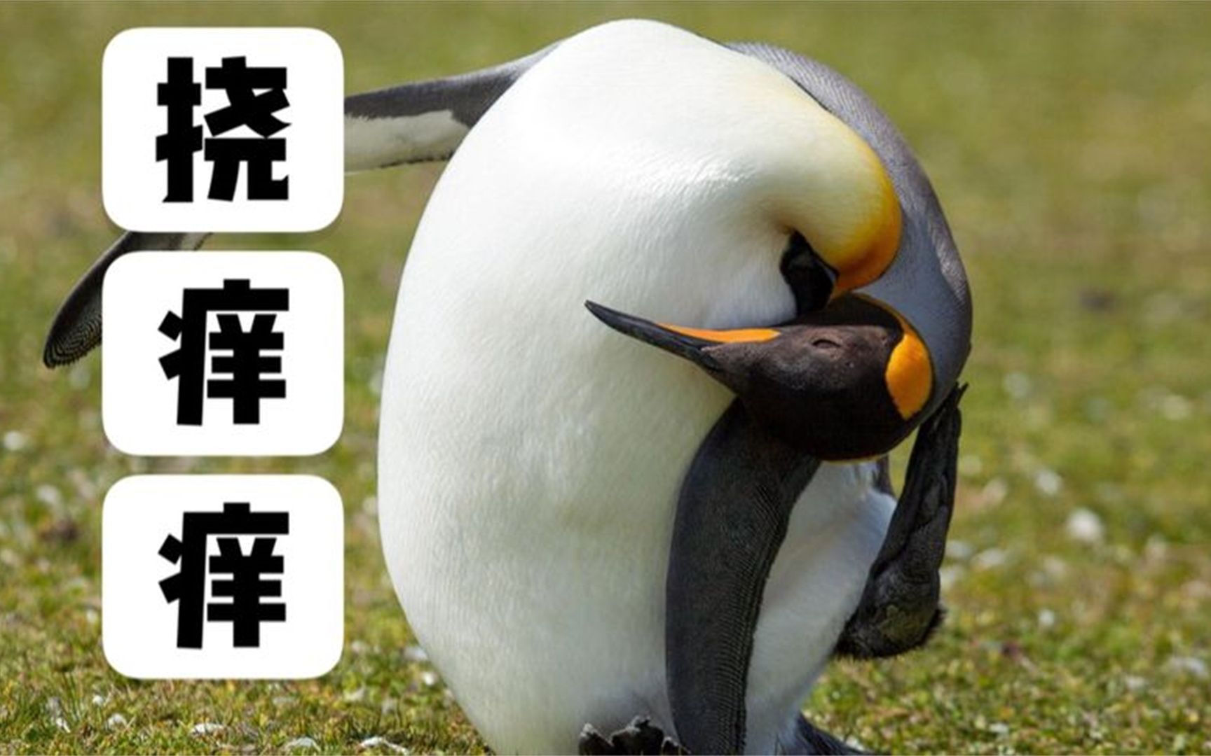 为什么自己给自己挠痒痒不会笑?