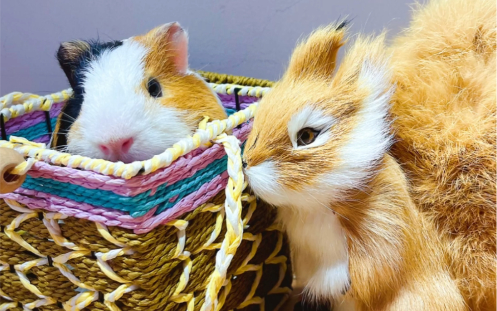 豚鼠荷兰猪咖啡出写真啦太可爱了