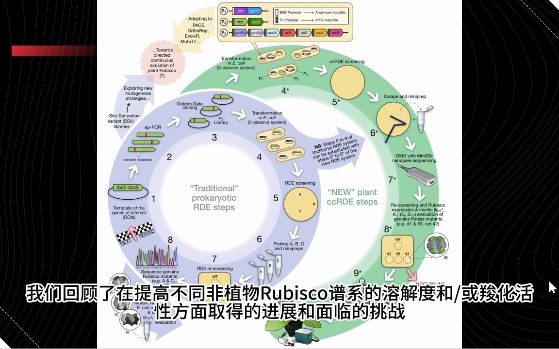 每隔一日合成生物学进展 2023.5.9 定向进化改良作物Rubisco的展望.哔哩哔哩bilibili