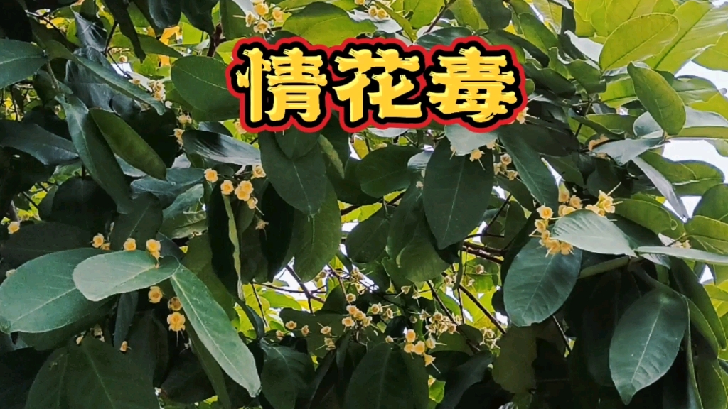 情花毒