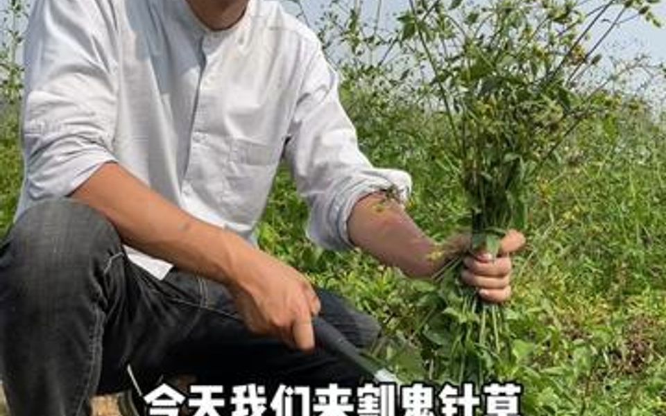 鬼针草别称小鬼草、粘人草、婆婆针,它为菊科一年生草本植物嫩茎叶可食用.哔哩哔哩bilibili