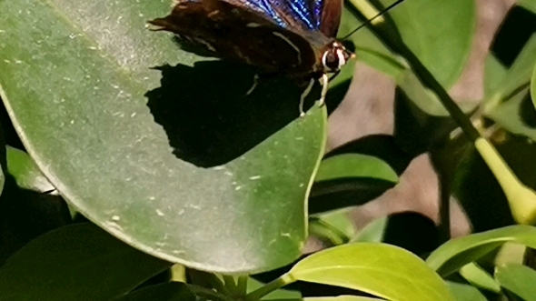 记录#自然#昆虫#小粉蝶#100种小动物图鉴之11