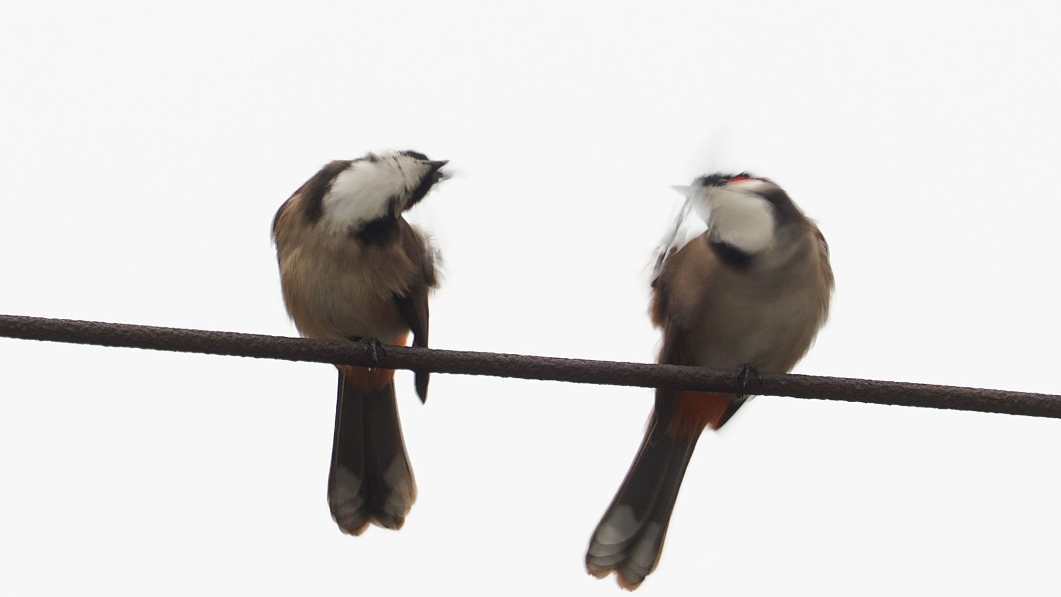 办公室对面楼顶的一对红耳鹎