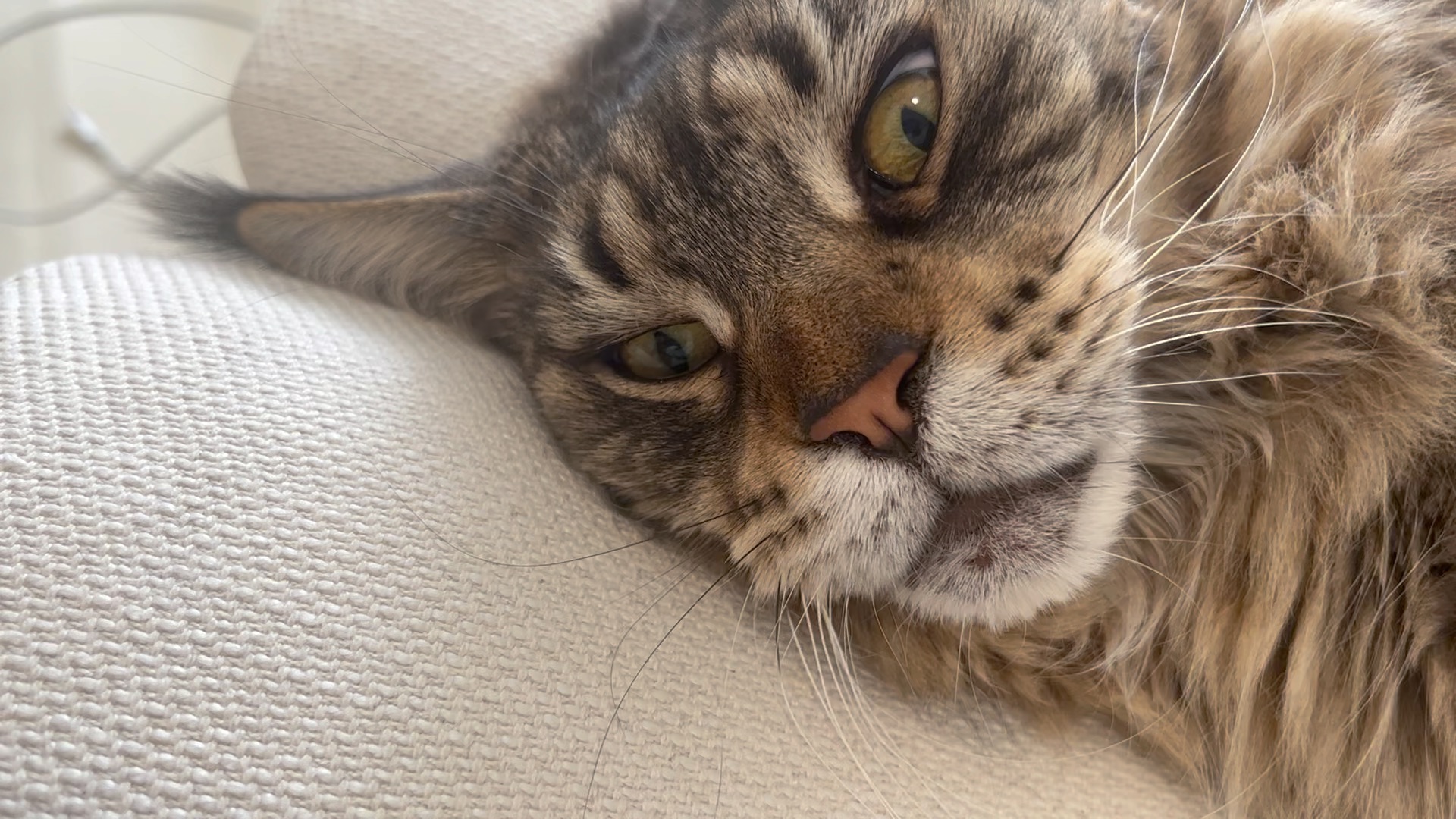 【缅因猫泰哥】整个家里,我是老大!_哔哩哔哩_bilibili