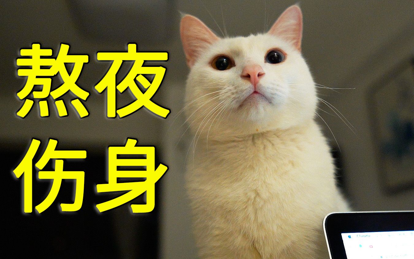 你还在熬夜?连猫咪都知道要早睡!