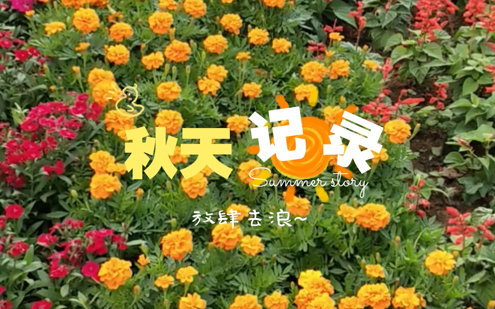 秋天公路边上的植物花哔哩哔哩bilibili