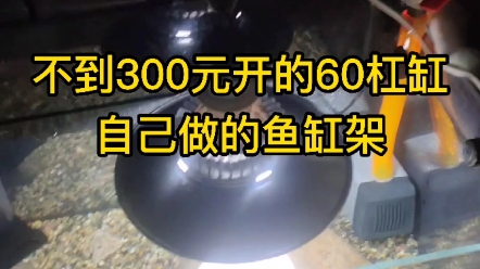 不到300元开的60原生小缸 ,鱼缸架子的是自己做的 .大家给个建议养啥鱼呢?尺寸是60*35*40哔哩哔哩bilibili