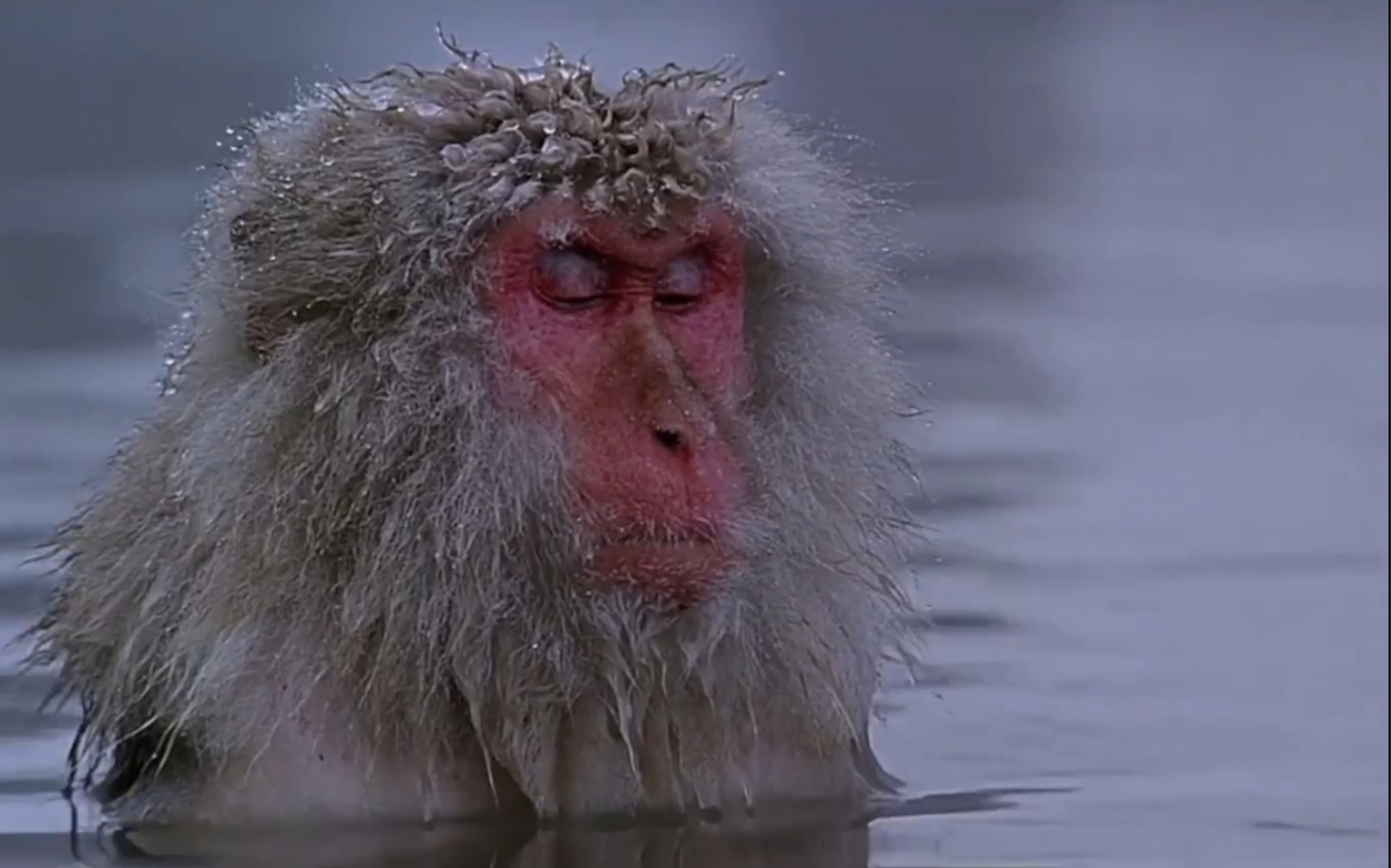 天地玄黄一只猴子的冥想