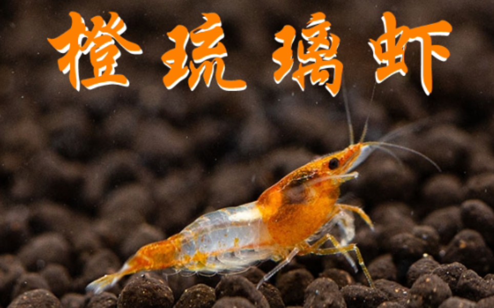 橙琉璃虾-未雨凭栏水族-我们手把手教您开缸养水教程