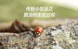 下载视频: 你知道小瓢虫小时候的样子吗？传粉昆虫之小瓢虫的生长过程