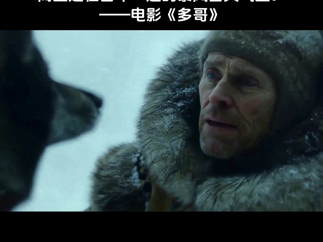 《多哥》:这部电影会教会你什么是真正的勇气和不屈不挠的精神!