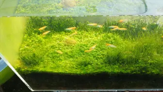 最难养前景草不用co2不长藻 迷你矮珍珠100 成功 Bilibili新星计划 哔哩哔哩 Bilibili 最难养前景草不用co2不长藻 迷你矮珍珠100 成功 Bilibili新星计划 哔哩哔哩 Bilibili