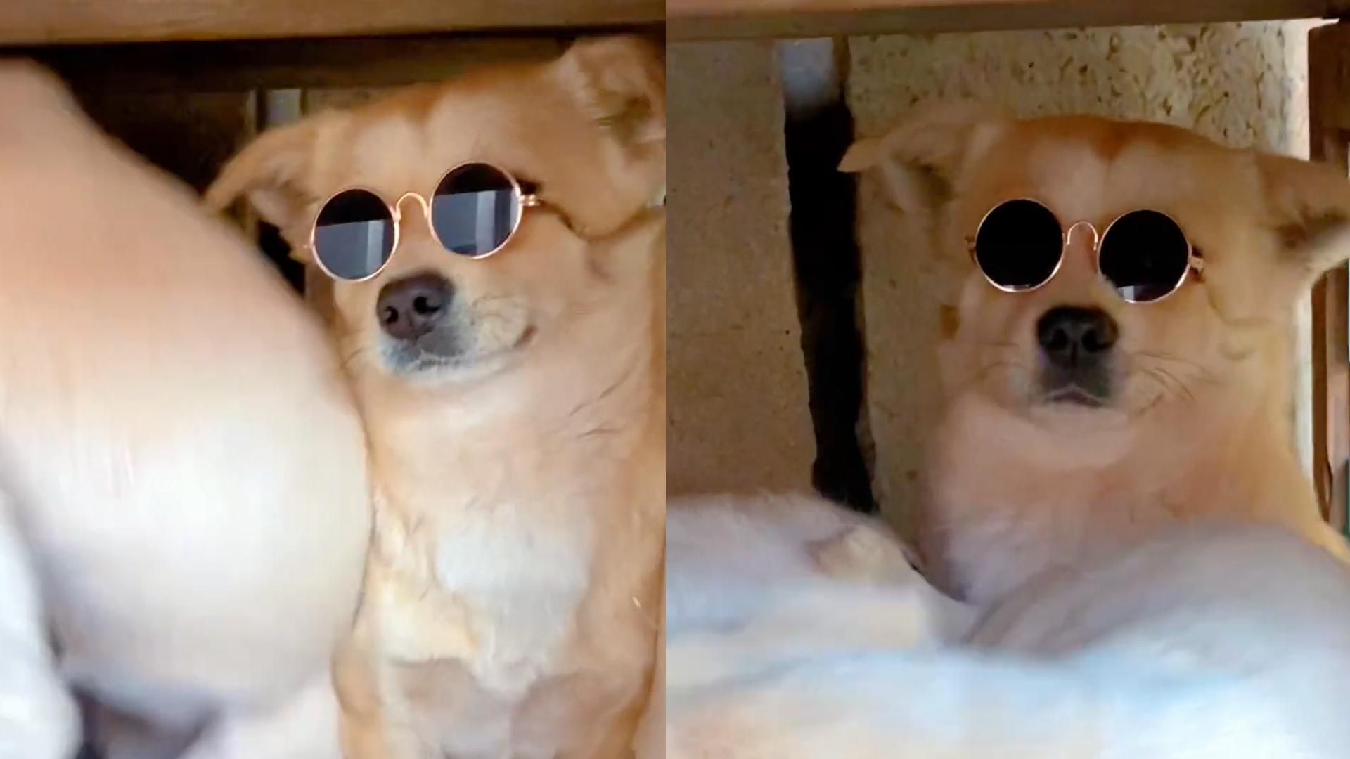 狗子身处"乱世",依然保持优雅,网友:优雅永不过时