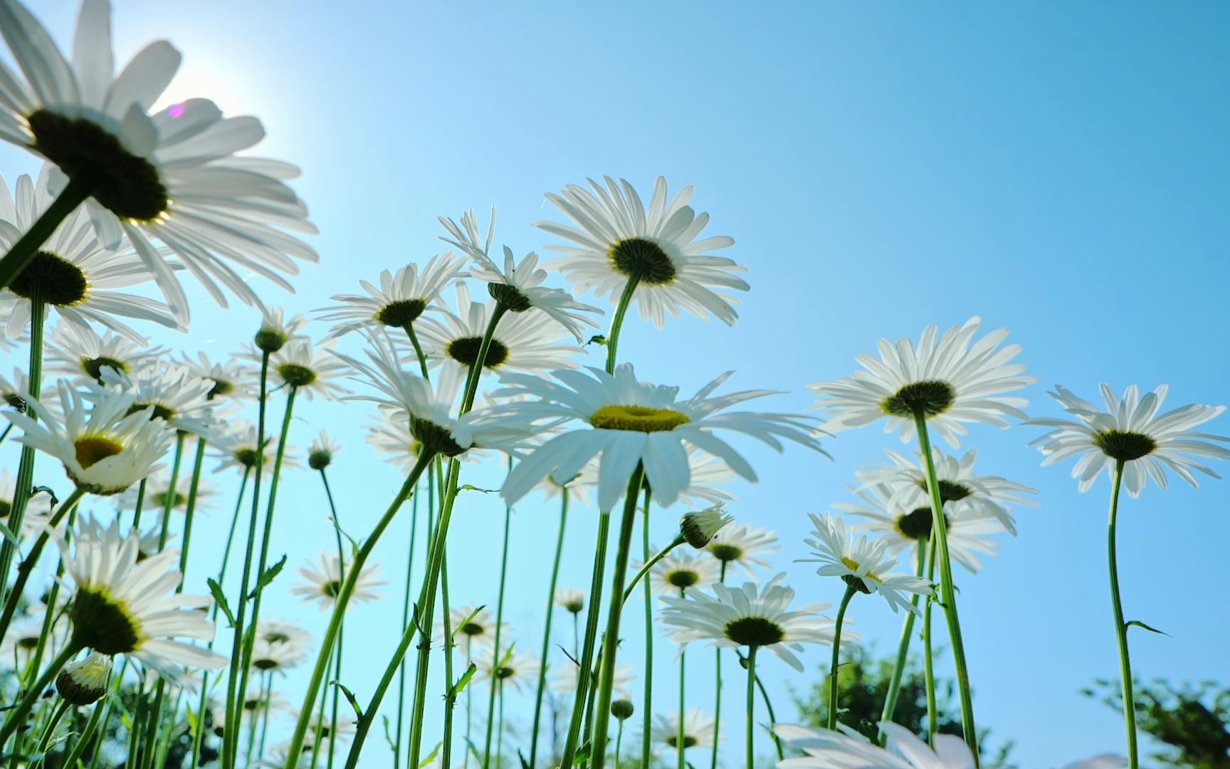 逆光拍摄小雏菊