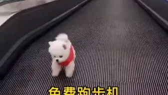 我是不倒翁小怪兽+  茶杯犬 萌犬 环球度假区戏精试镜 狗狗