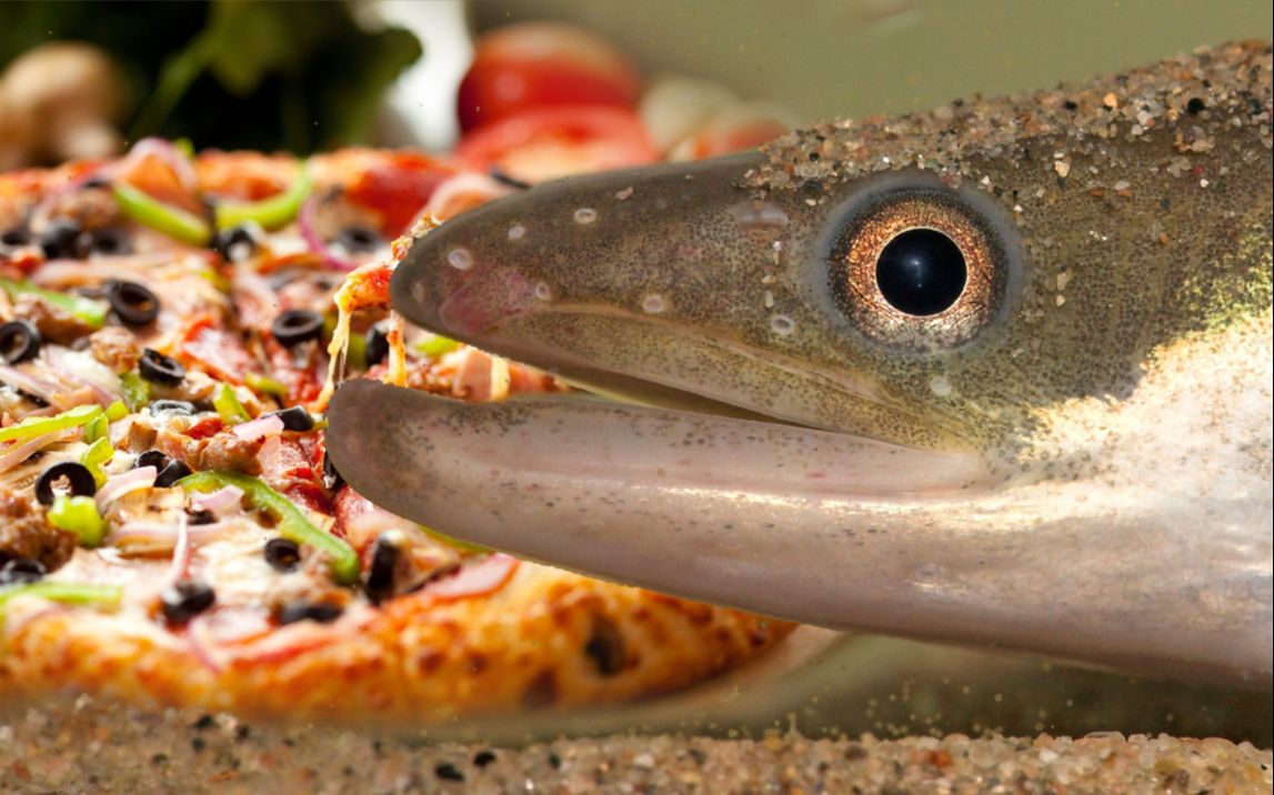短片吃披萨的新西兰长鳍鳗鱼