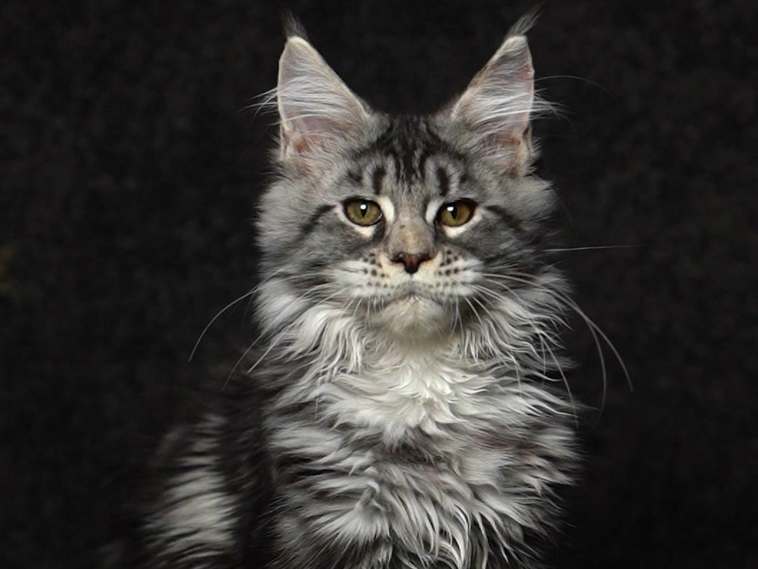 缅因猫银虎斑妹妹找新家!