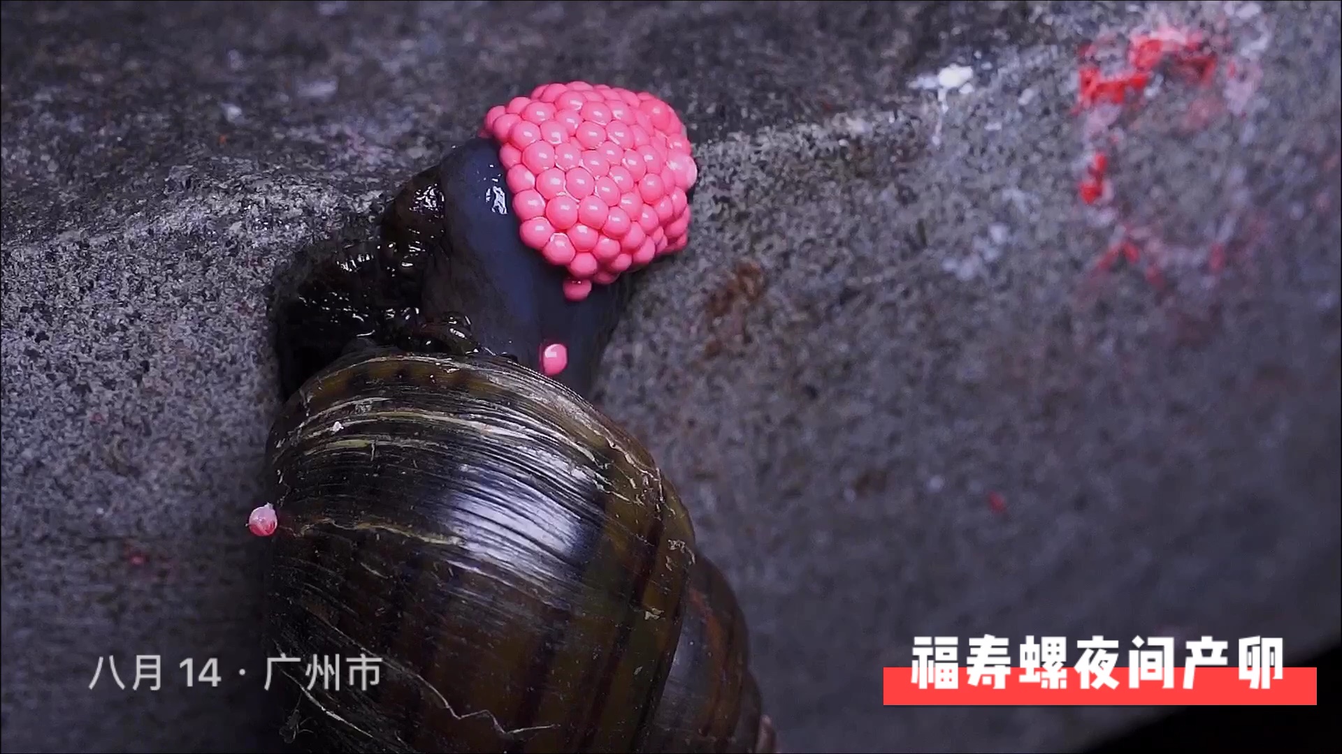 福寿螺夜间产卵