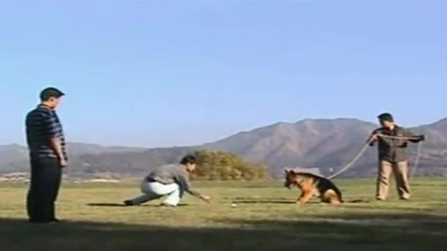 德国牧羊犬教学训犬一点通官方网站泰迪犬如何训练哔哩哔哩bilibili