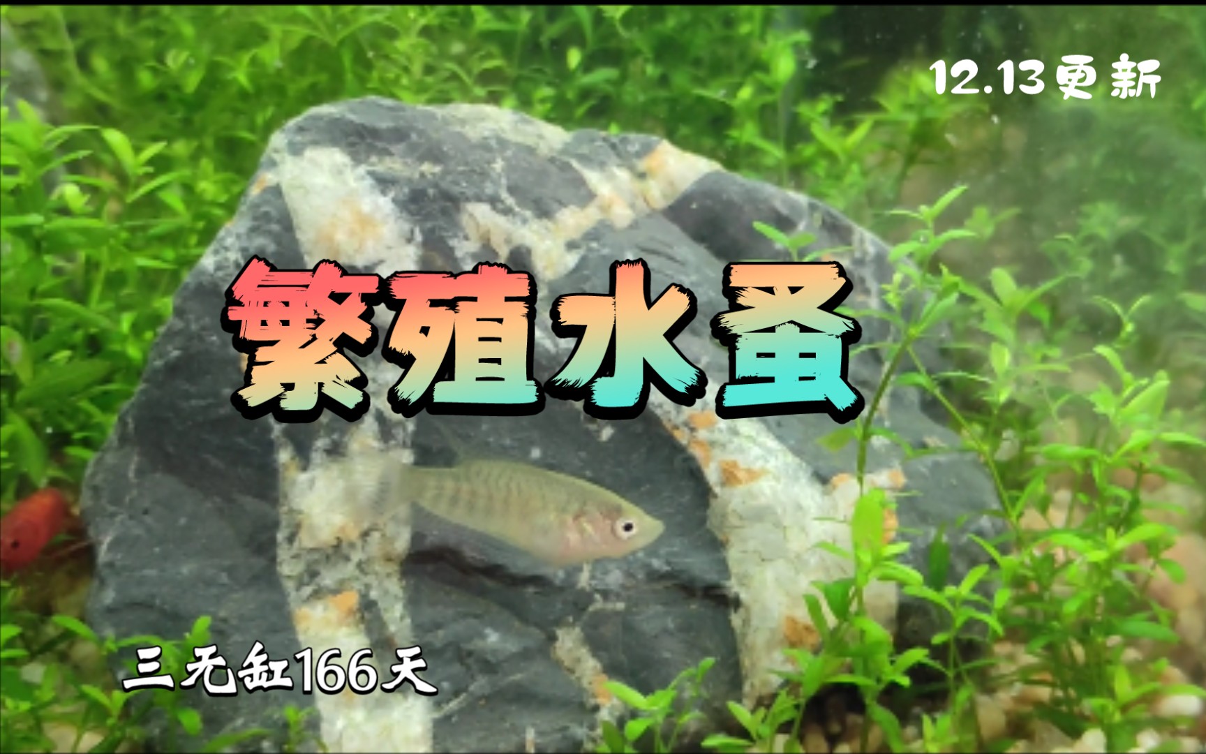活动  【懒人养鱼】水蚤怎么繁殖?鱼苗的大快朵颐 | 三无缸运行166天