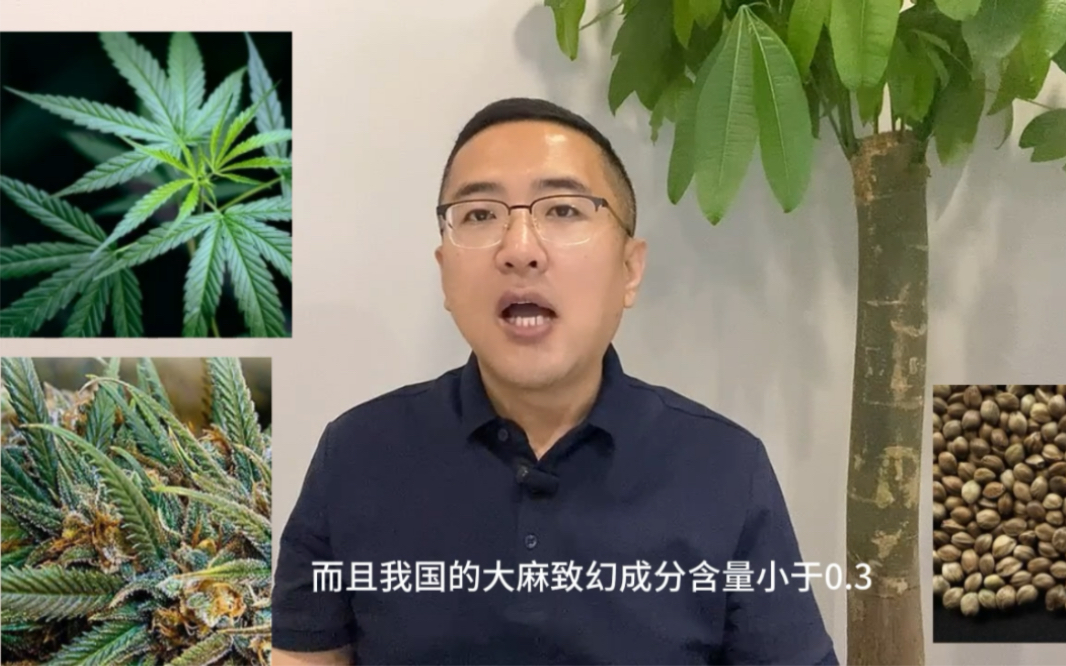 (三)五谷中的麻?是叫大麻?汉麻?还是火麻?哔哩哔哩bilibili