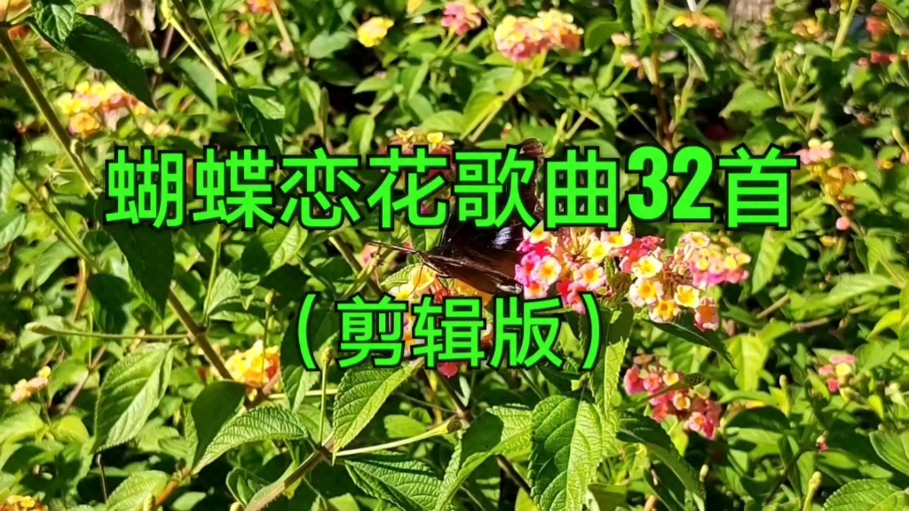 [图]春暖花开，蝴蝶恋花，赏花听歌，请欣赏（剪辑版）32首蝴蝶恋花歌曲。