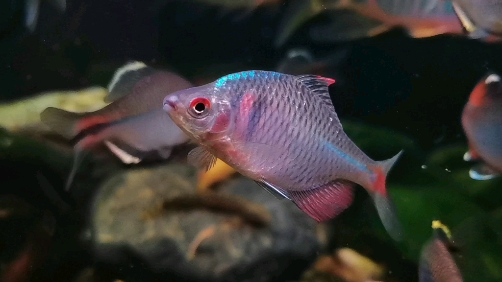 活动作品杭州原生鱼高体鳑鲏