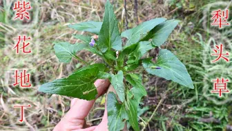 草药植物 犁头草 农村田地很常见的 请不要小看它的用途 哔哩哔哩 Bilibili