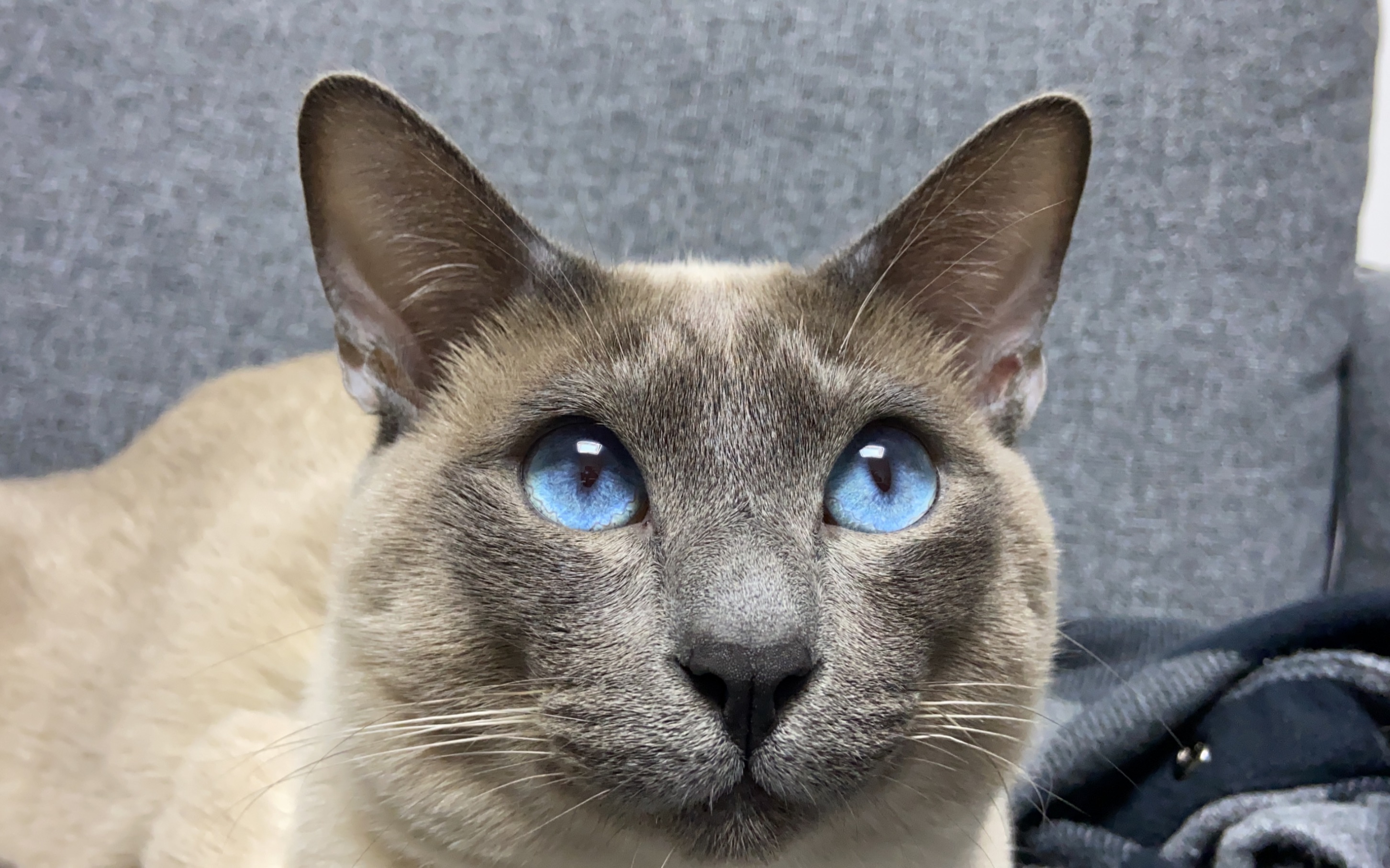 【暹罗猫】吉有钱:一只快变成蓝猫的暹罗_哔哩哔哩 (゜-゜)つロ 干杯