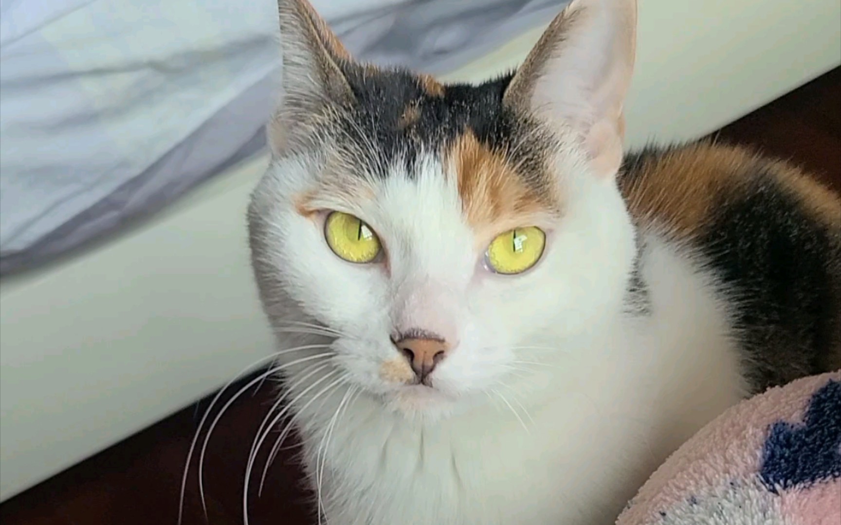 金色眼瞳真的太帅了