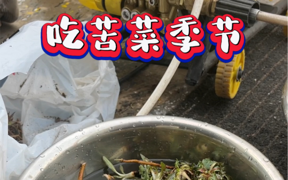 吃苦菜的季节,蒲公英好吃吗?有多少人吃过哔哩哔哩bilibili