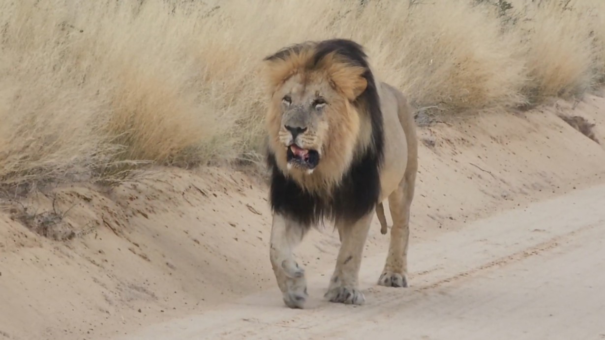 波伦茨瓦之王!卡拉哈迪跨国公园的大雄狮