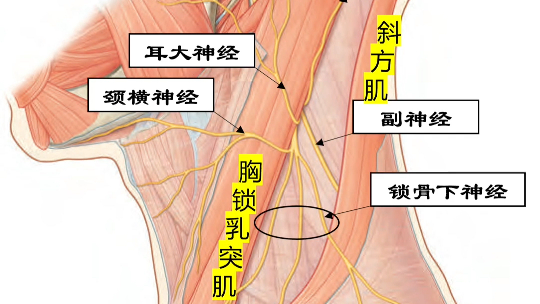 颈部皮神经的分布哔哩哔哩bilibili