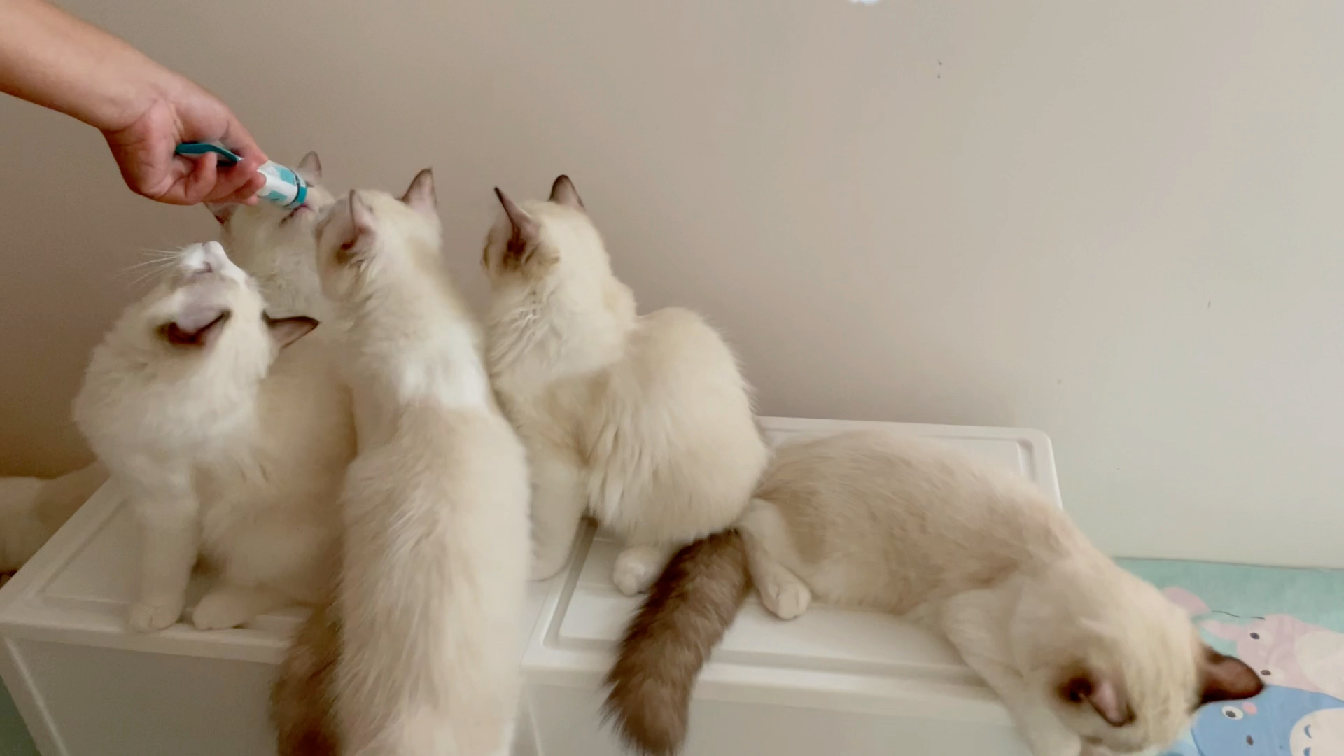 一群布偶猫,5.9生日,4海双弟弟,2蓝双妹妹.寻家长,包15天猫瘟,腹水.