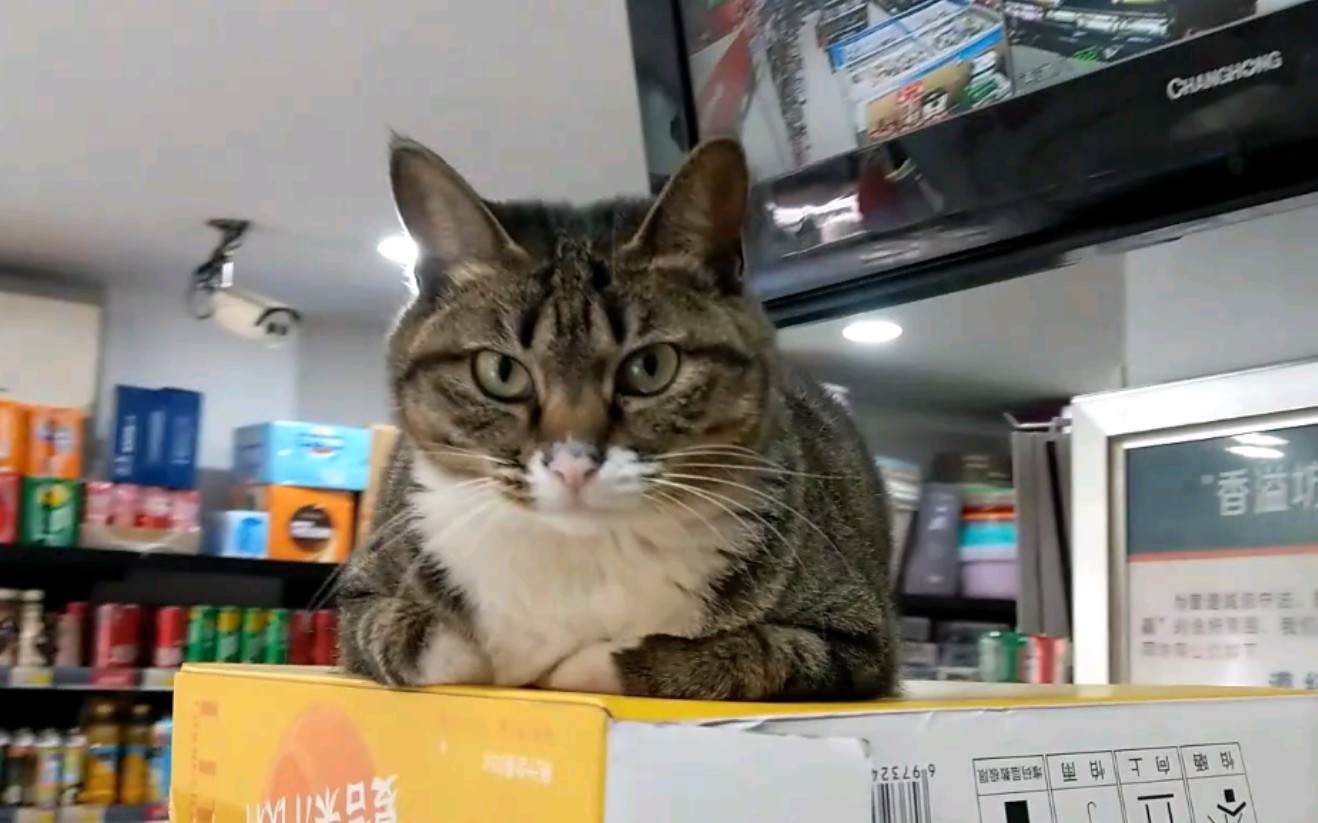 [图]猫猫正在努力看店，老顾客到来，贼猫放下矜持狂献殷勤