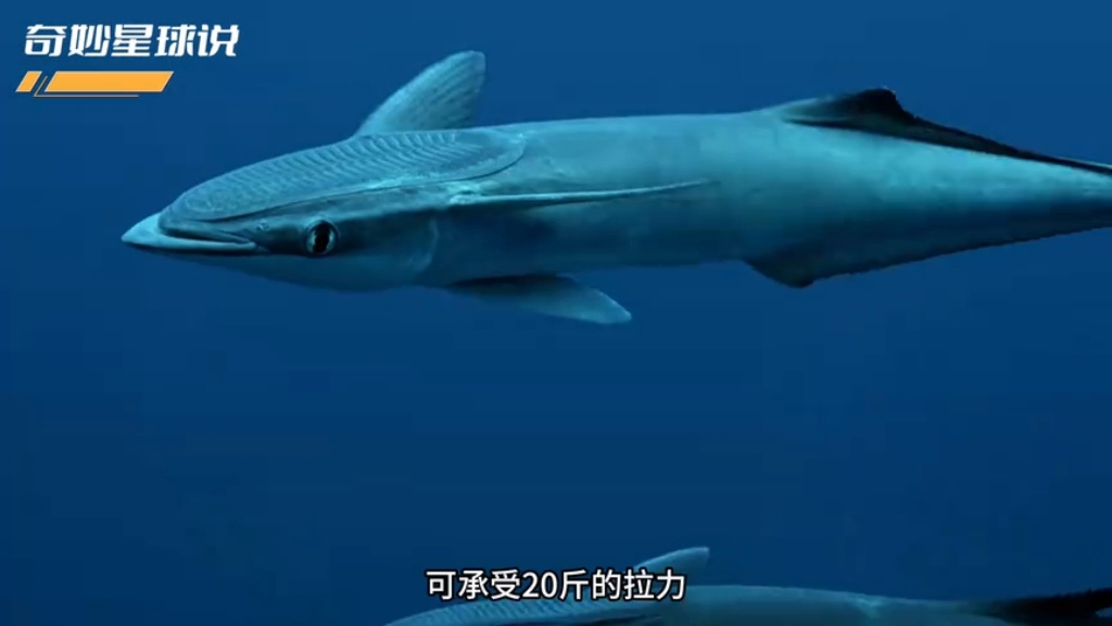 䲟鱼:世界上最懒的鱼