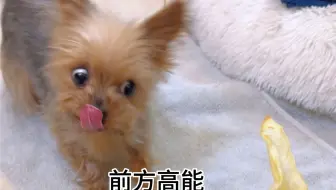 那些年姥爷给小狗买过的离谱零食