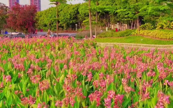 傍晚时分的观澜河湿地公园,唯美绿境风景,治愈心情 ...哔哩哔哩bilibili