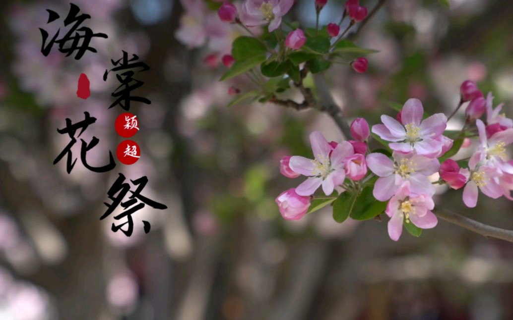 爱,是这世间最好的思念……海棠花祭,是邓大姐对总理最深情的表白