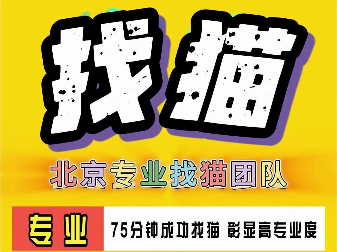 完成挑战 75分钟成功找猫 彰显高专业度 为北京找猫团队点赞哔哩哔哩bilibili