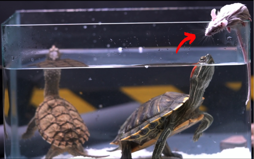 给鳄龟喂食一只老鼠,会发生什么?