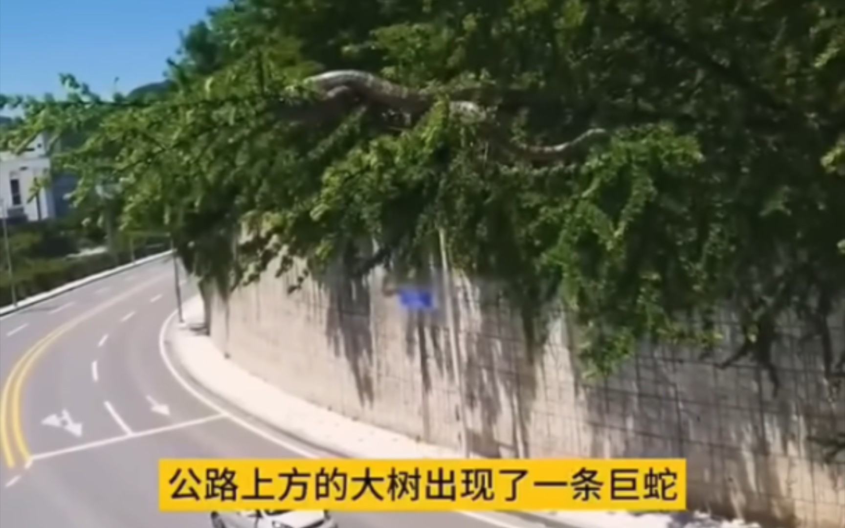 树上出现大蛇!!!