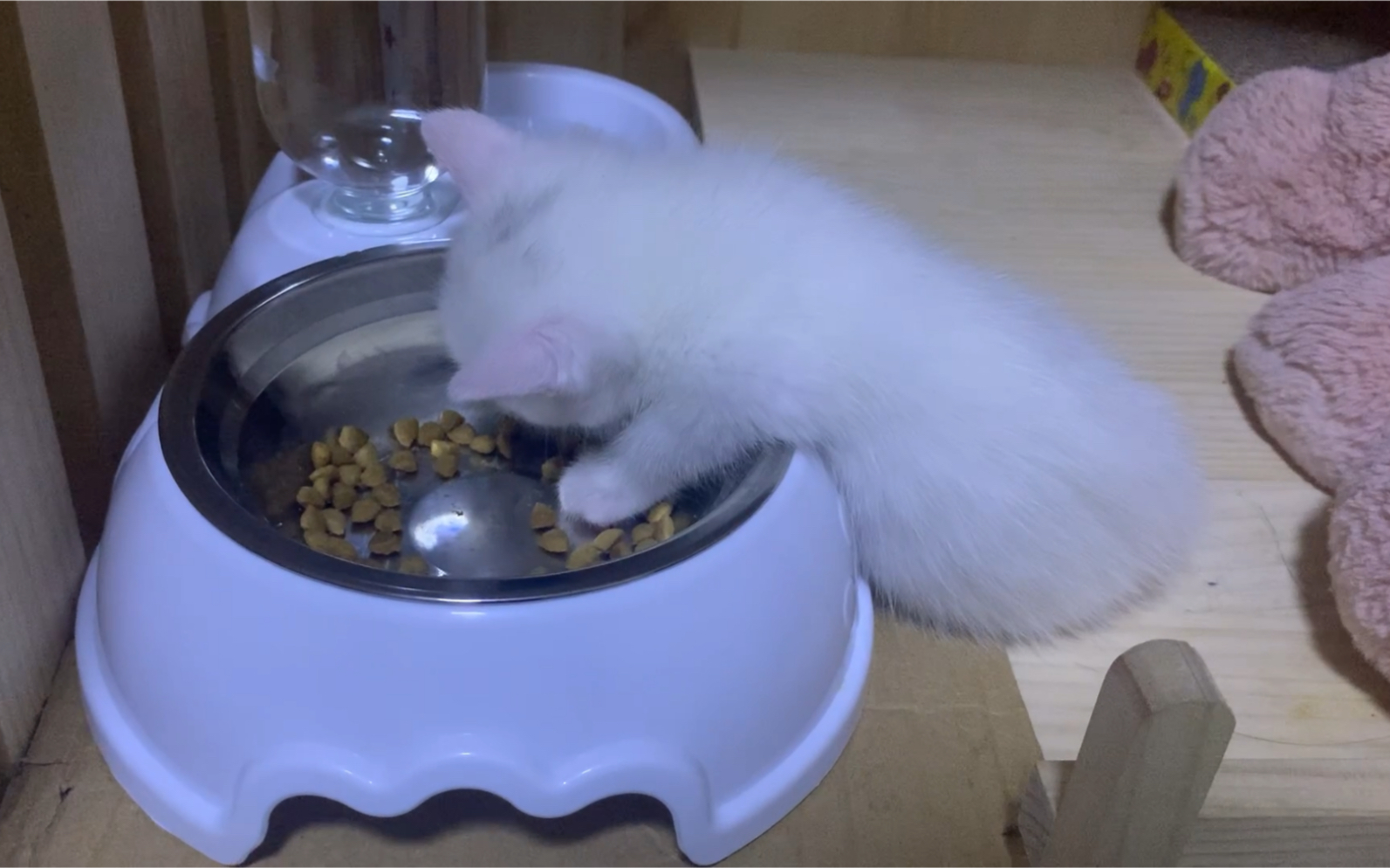 吃饭睡着的幼年球._哔哩哔哩 (゜-゜)つロ 干杯~-bilibili