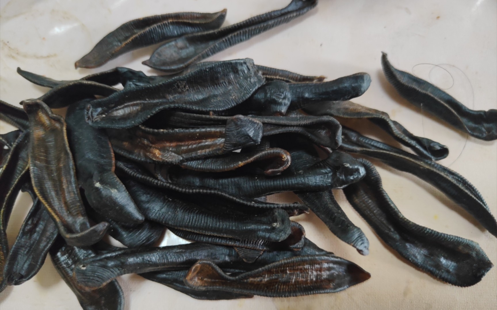 认识水蛭吗?我买的晒干的水蛭,不便宜呀!