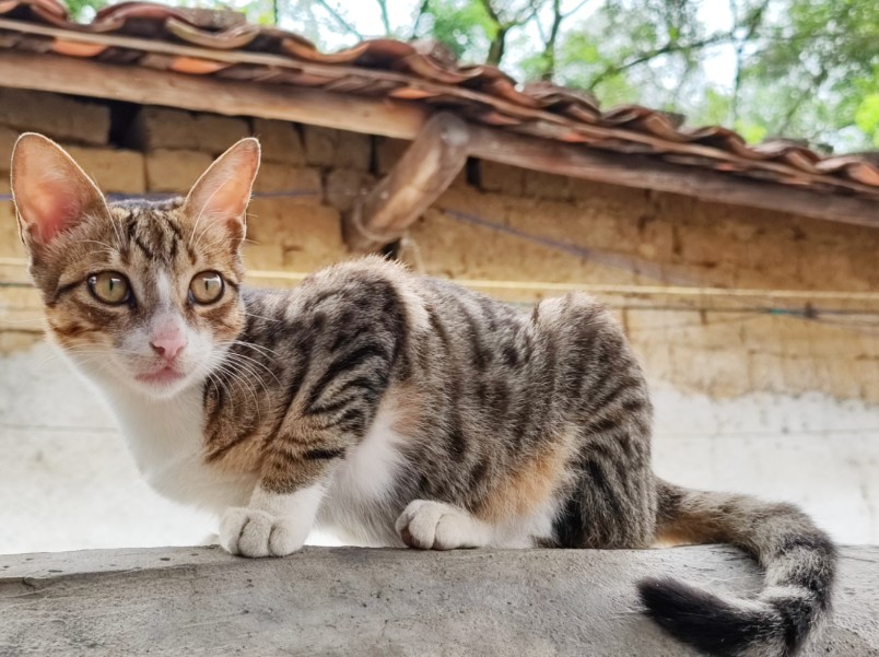 农村家养小猫咪长大啦!