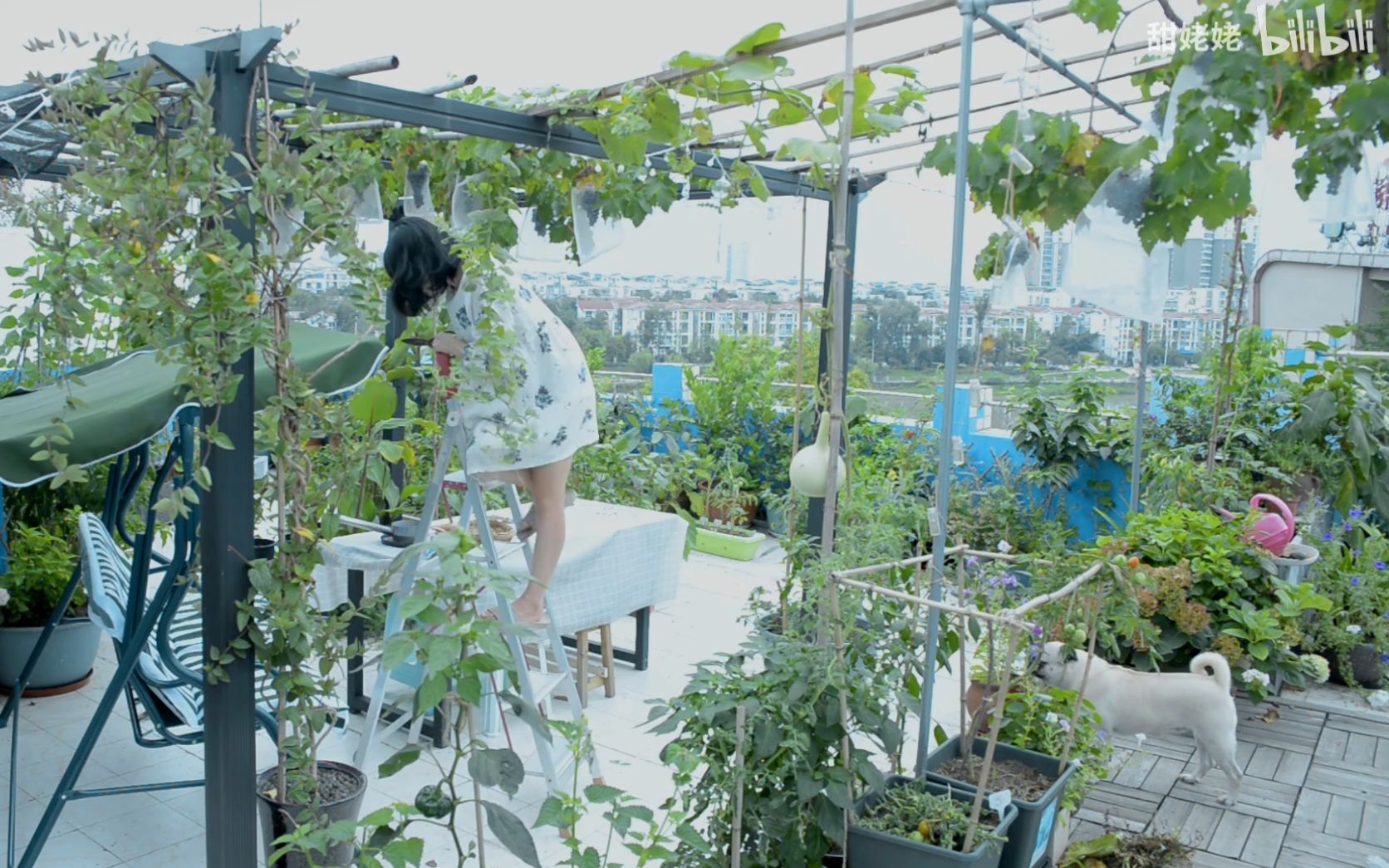 露台的葡萄终于熟啦尝试用自己种的葡萄做葡萄撞奶味道好极了