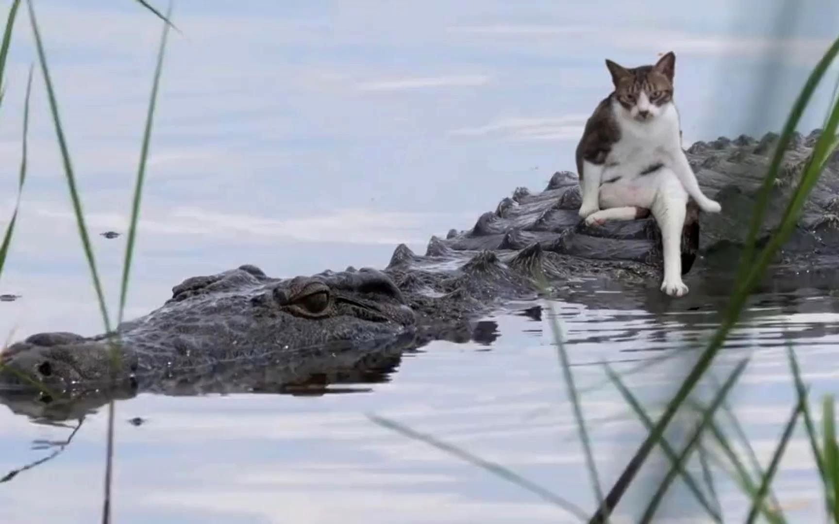 [图]“猫：看好了，我只教一遍”